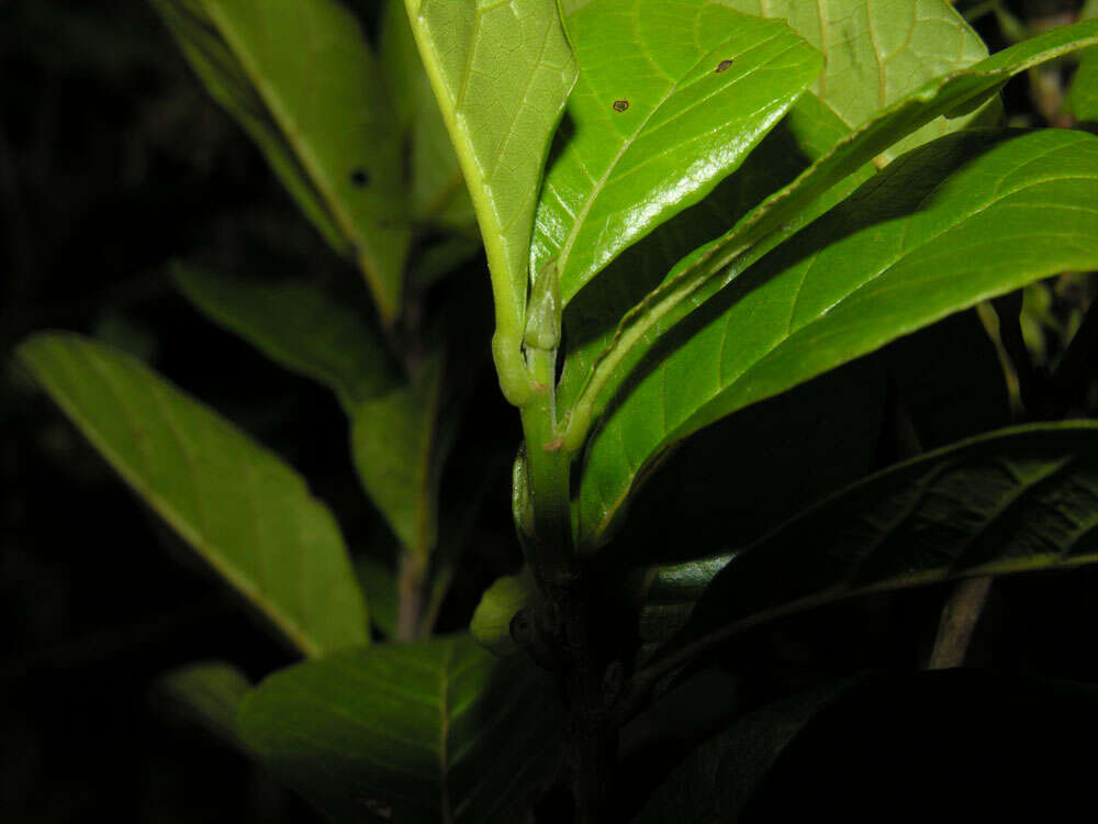 Image of Sloanea obtusifolia (Moric.) K. Schum.