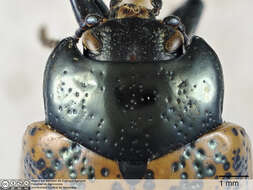 Image of Cryptostetha punctipennis