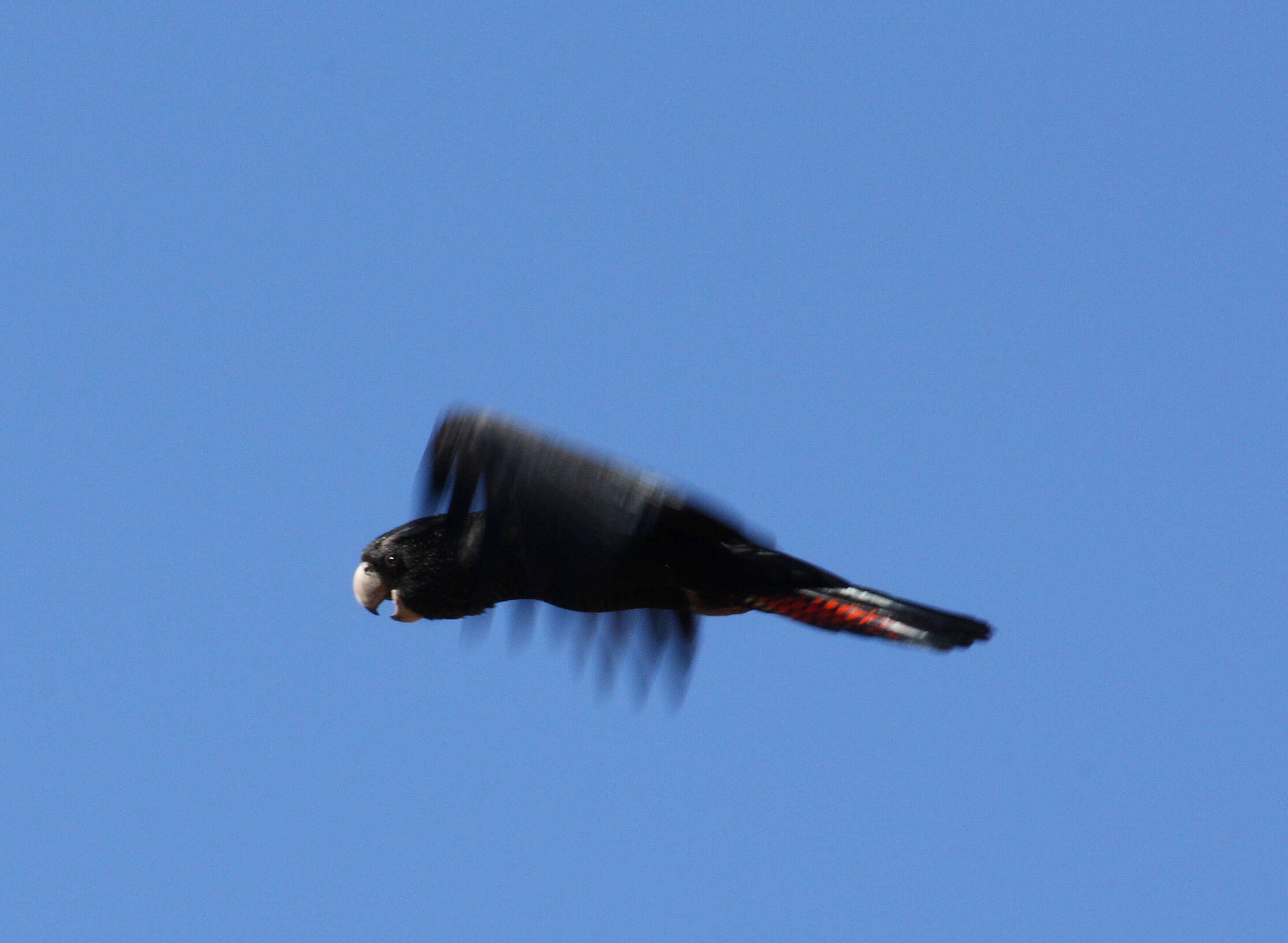 Image of cockatoos