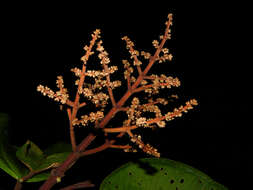 Image of Miconia elata (Sw.) DC.