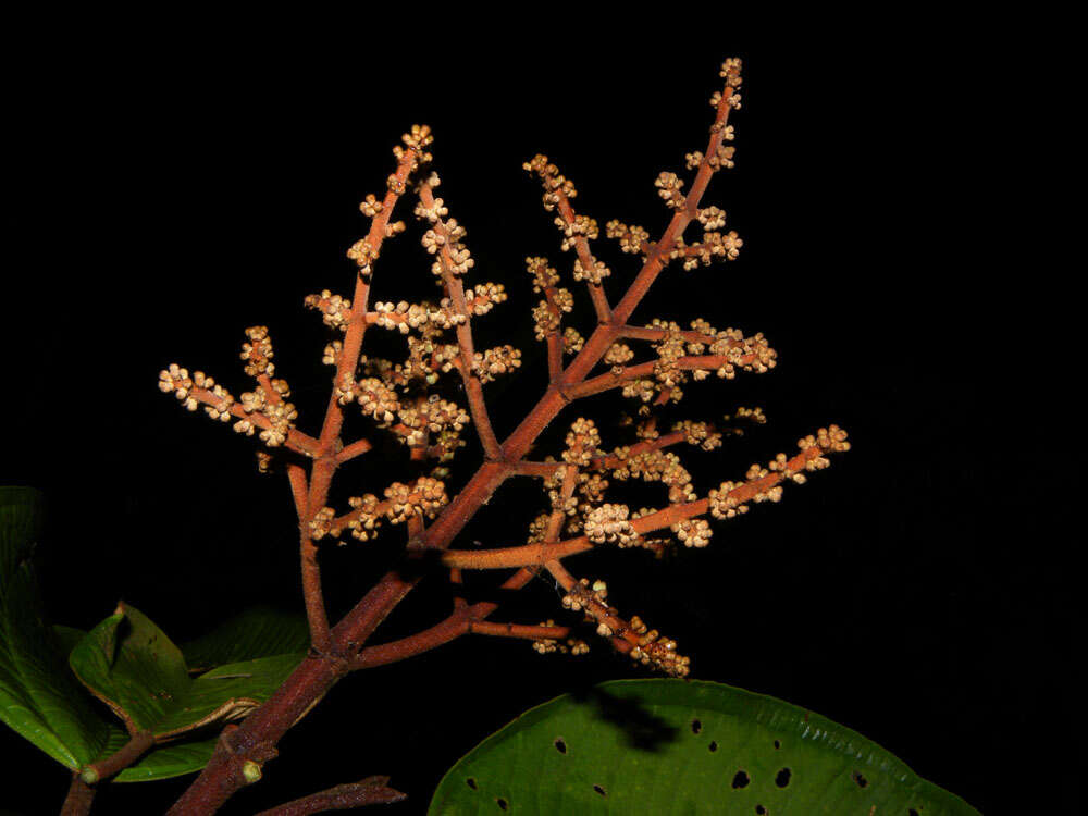 Image of Miconia elata (Sw.) DC.