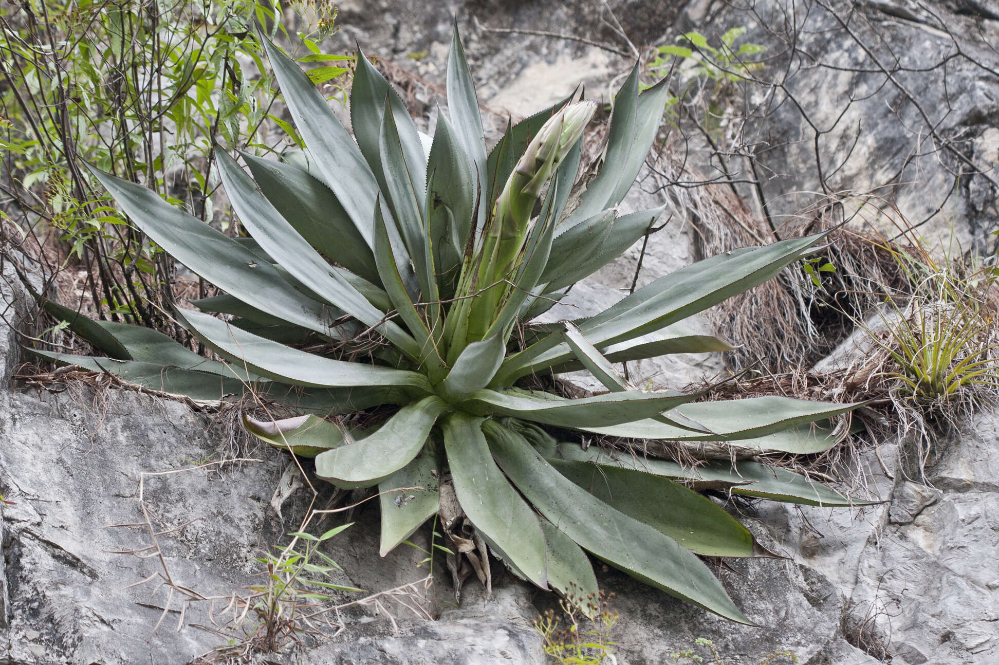 Image of Agave obscura Schiede ex Schltdl.