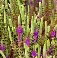 Sivun Pogostemon deccanensis (Panigrahi) Press kuva