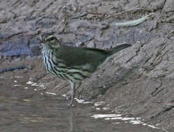 Image of waterthrush