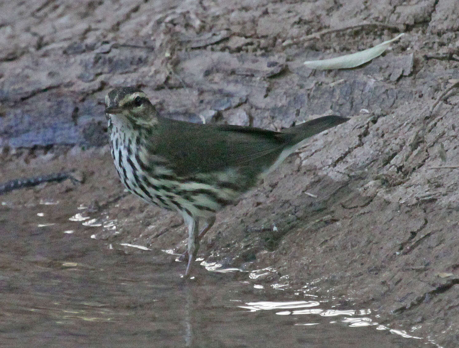 Image of waterthrush