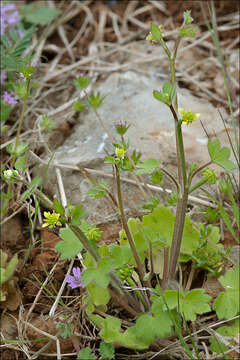 Image of Eastern Buttercup