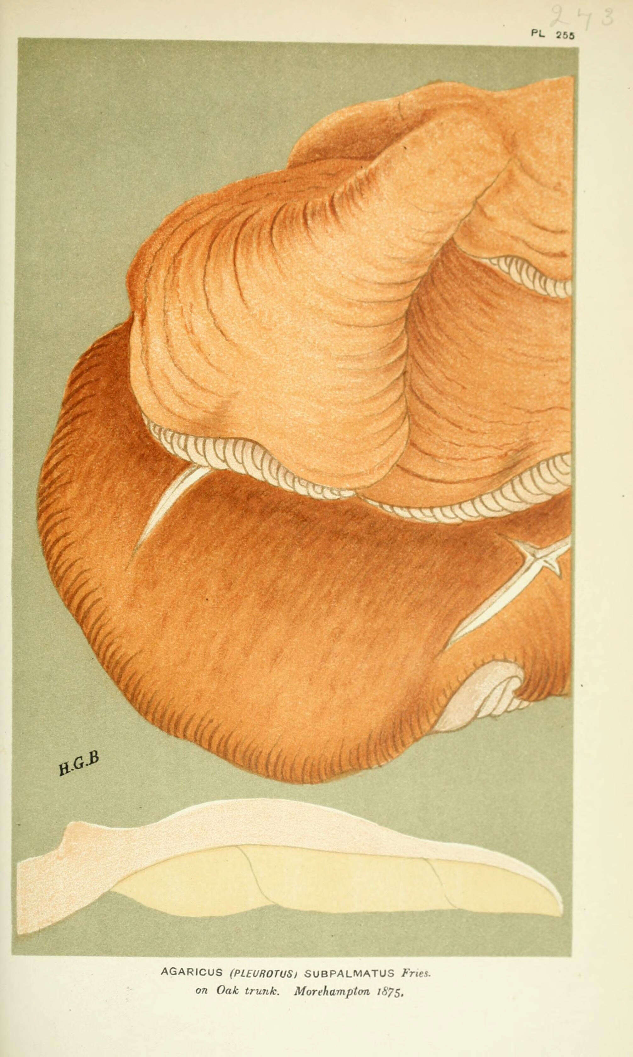 Rhodotus palmatus (Bull.) Maire 1926 resmi