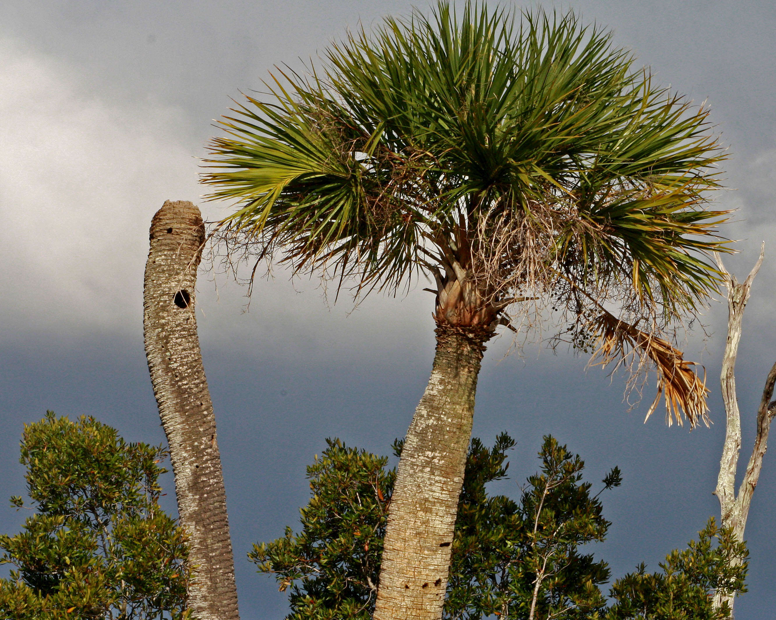 Image of palmetto