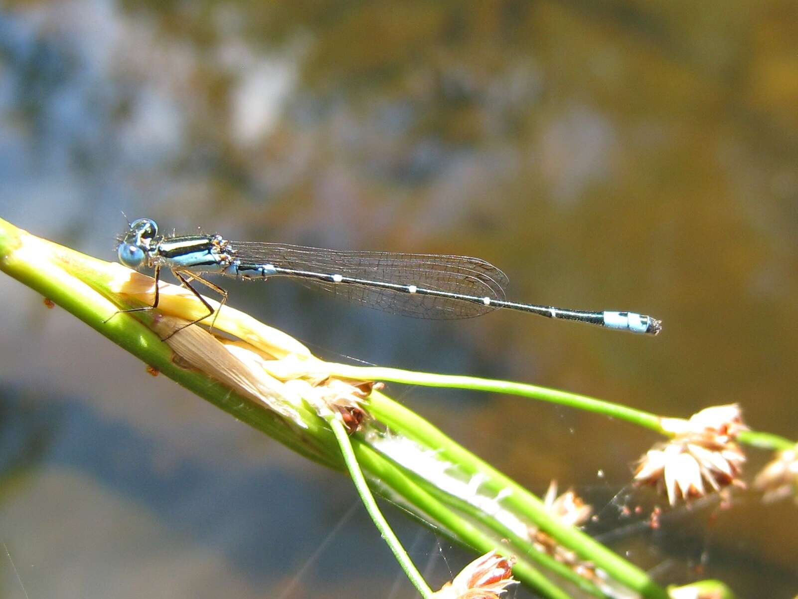 Image of Austroagrion Tillyard 1913