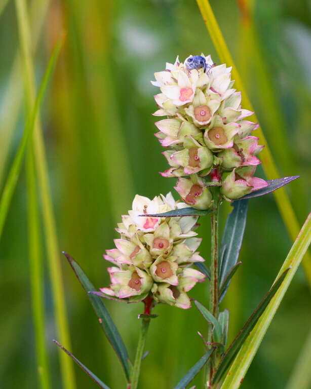 Image of primrose-willow