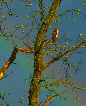 Image of black walnut