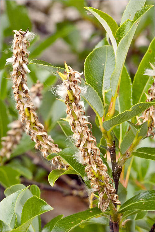 Image of Salix glabra Scop.
