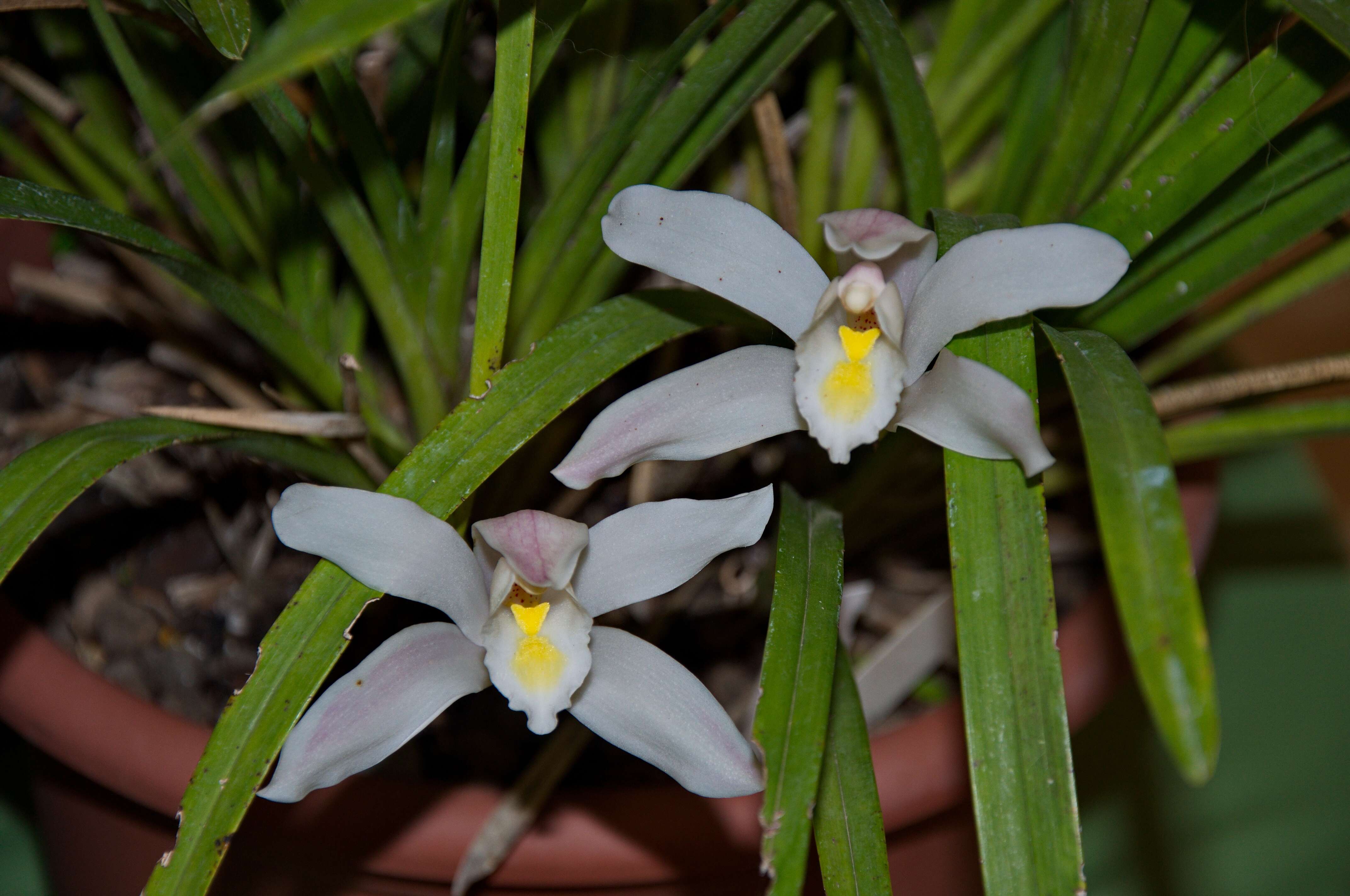 Image of Boat orchids