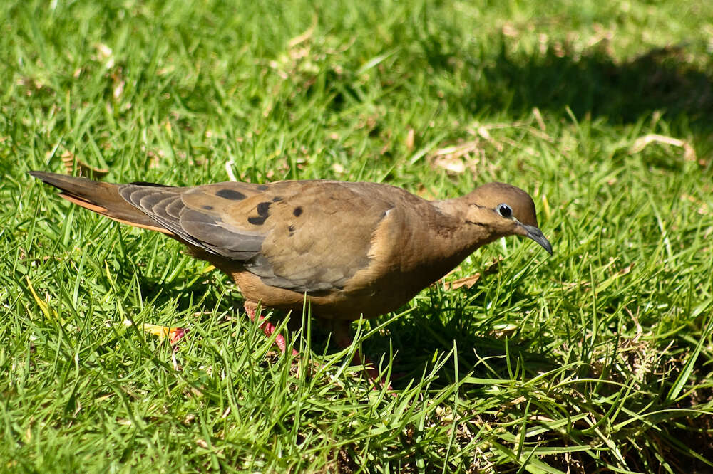 Imagem de Zenaida auriculata (Des Murs 1847)