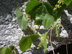 Image of grape