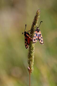 Image of Zygaena fausta Linnaeus 1767