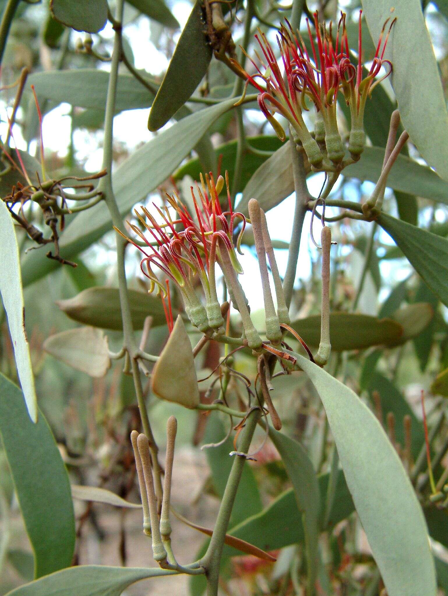 Image of Amyema quandang (Lindley) Tieghem