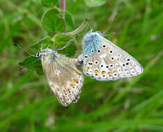 Image of Polyommatus bellargus (Rottemburg 1775)