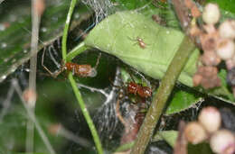 Image of South American social spider