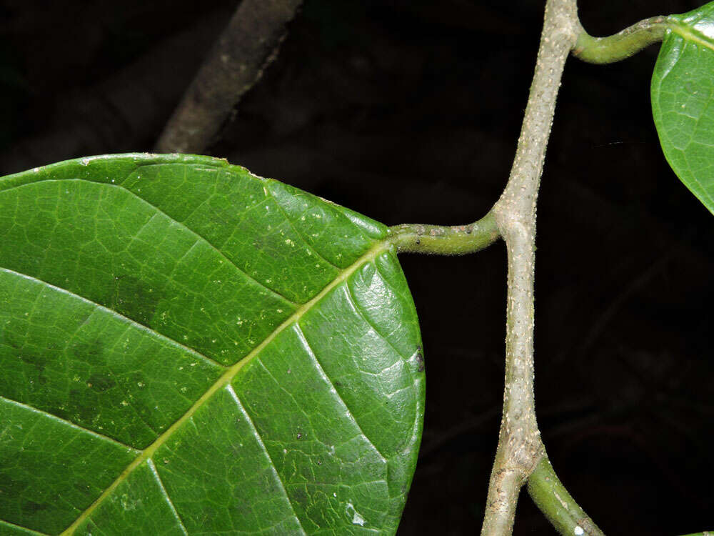 Image of Sorocea pubivena Hemsl.