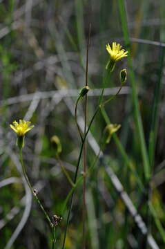 Image of hawksbeard