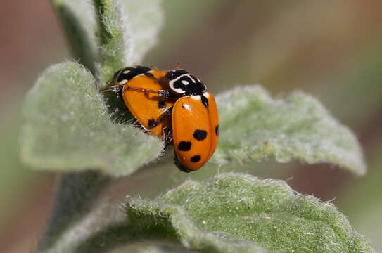 صورة Hippodamia variegata (Goeze 1777)