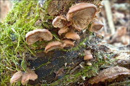 Слика од Lentinellus ursinus (Fr.) Kühner 1926