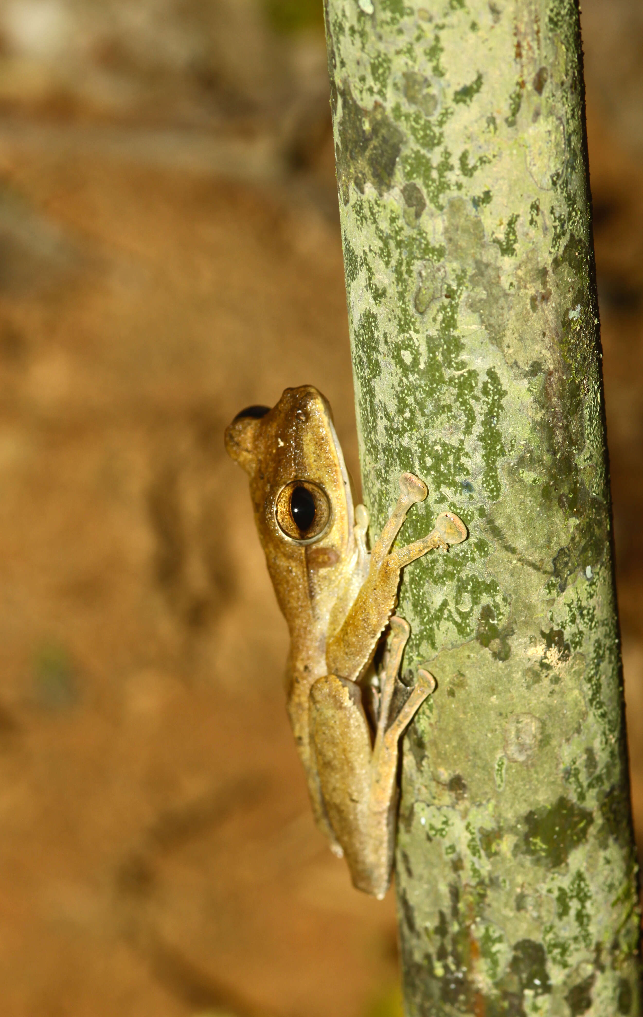 Image of Polypedates Tschudi 1838