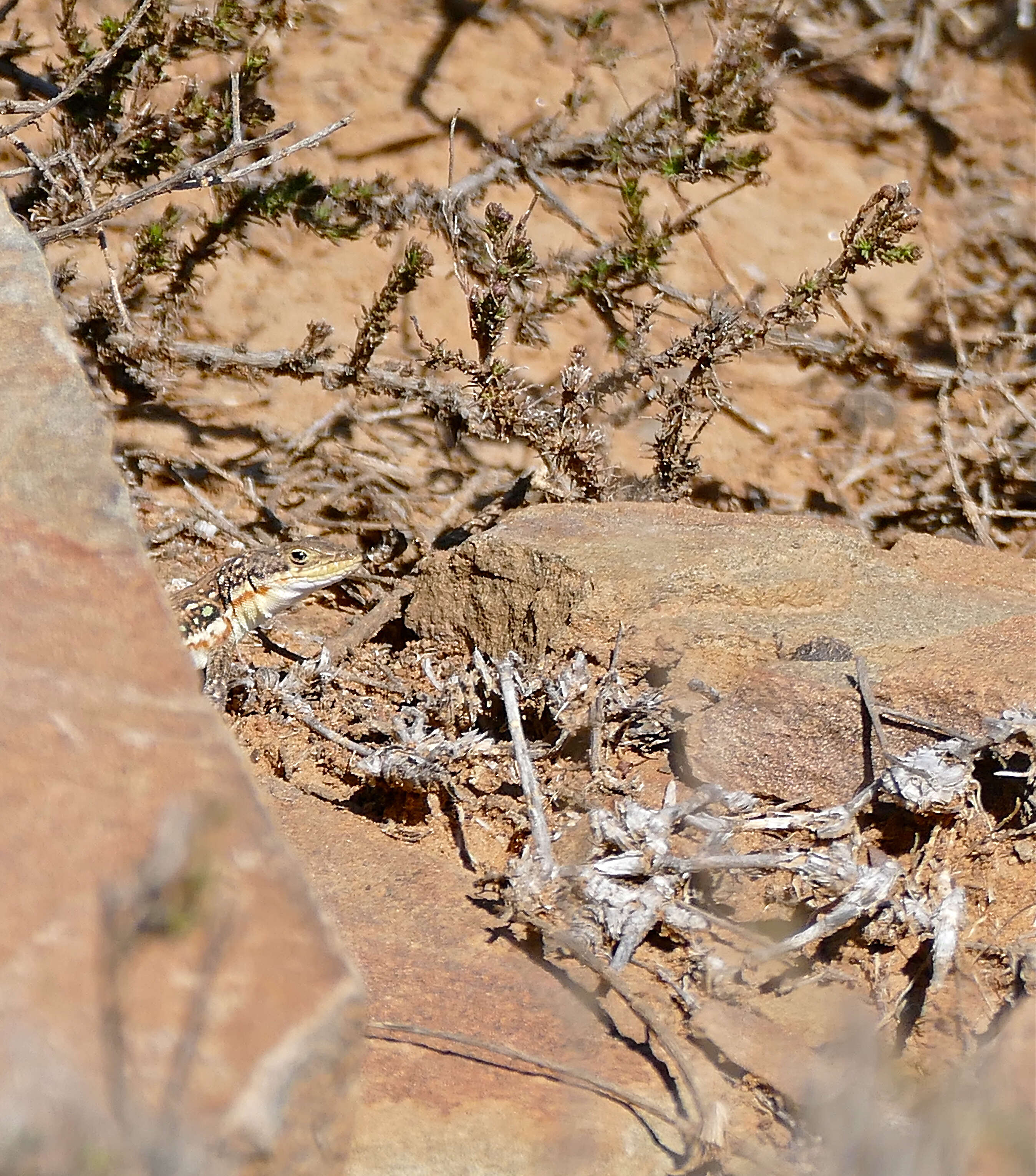 صورة Pedioplanis lineoocellata (Duméril & Bibron 1839)