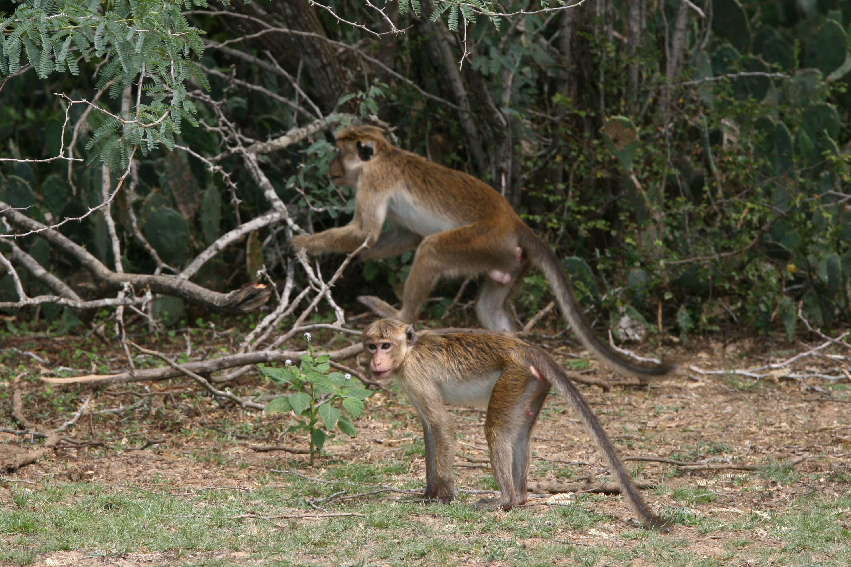 Image of macaques