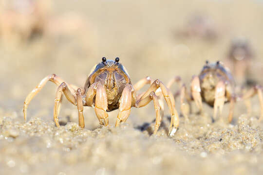 Image of Light-blue Soldier Crab