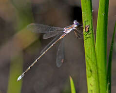 Lestes vidua Hagen 1861 resmi