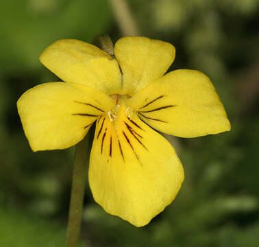 Image of Evergreen Violet