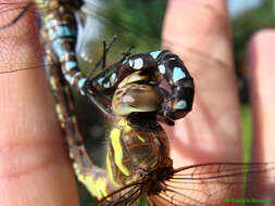 Image of hawker dragonfly