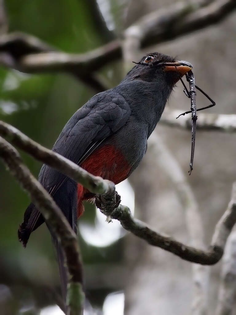 Plancia ëd Trogon Brisson 1760