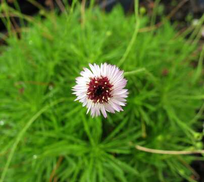 Imagem de Tetramolopium filiforme var. polyphyllum (Sherff) Lowrey