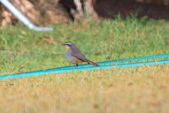 Image of Cape Robin