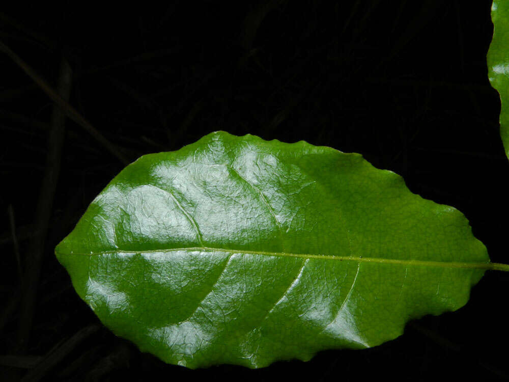 Sivun Terminalia costaricensis (Stace) Gere & Boatwr. kuva