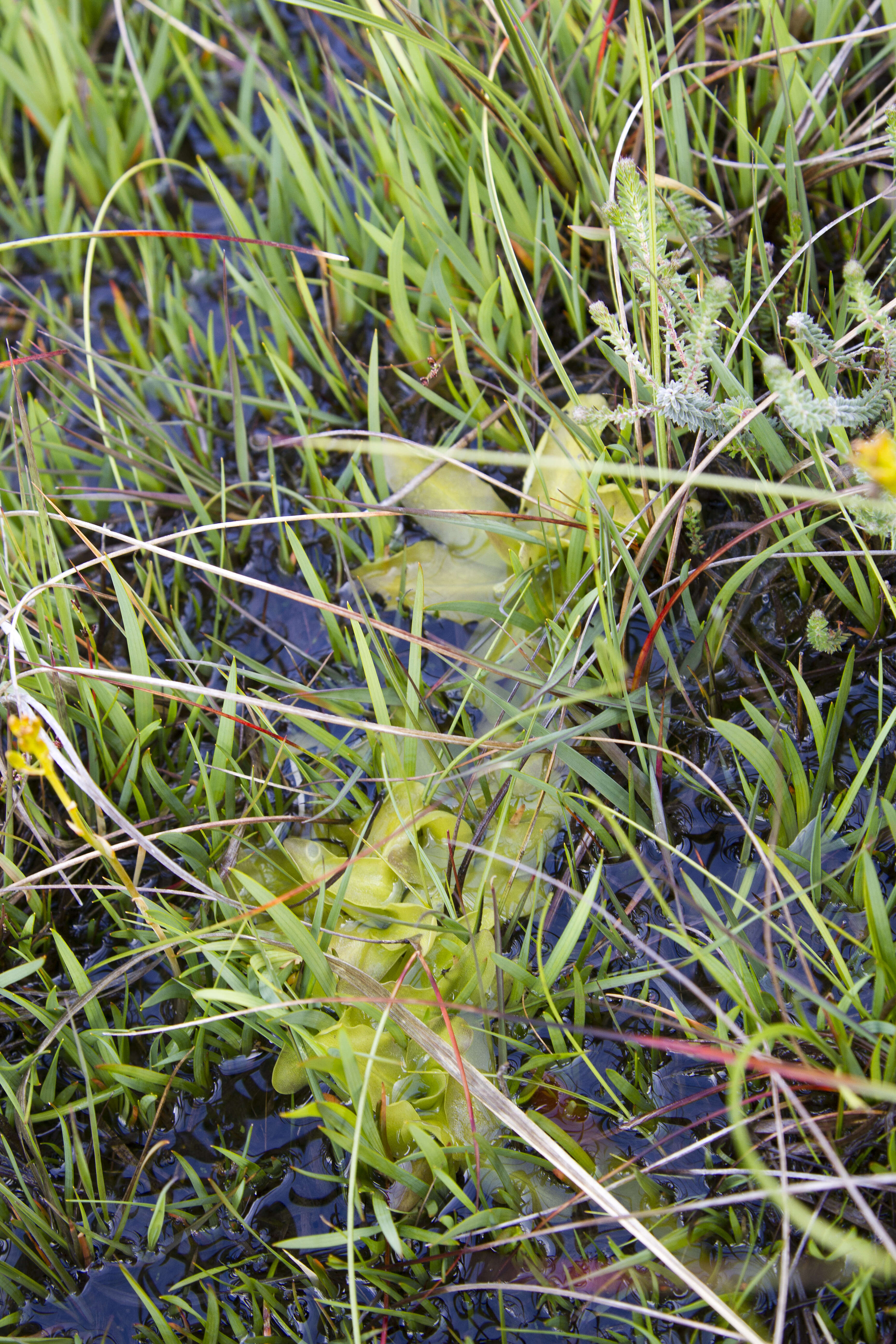 Image of Common butterwort