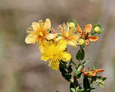 Image de Hypericum myrtifolium Lam.