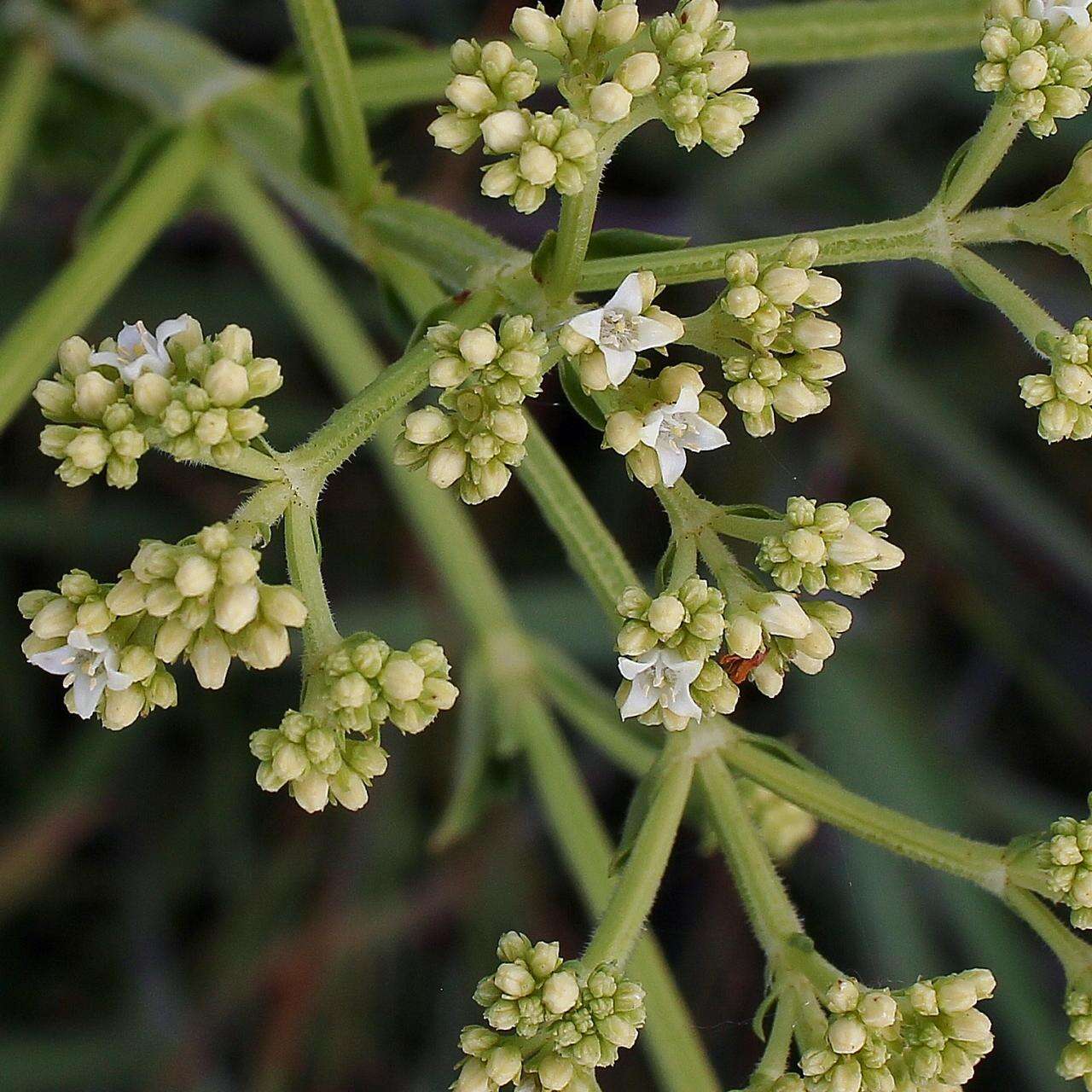 Imagem de Galianthe liliifolia (Standl.) E. L. Cabral