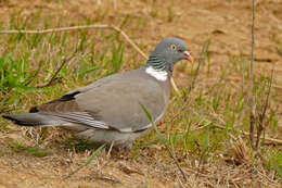 Image of Columba palumbus