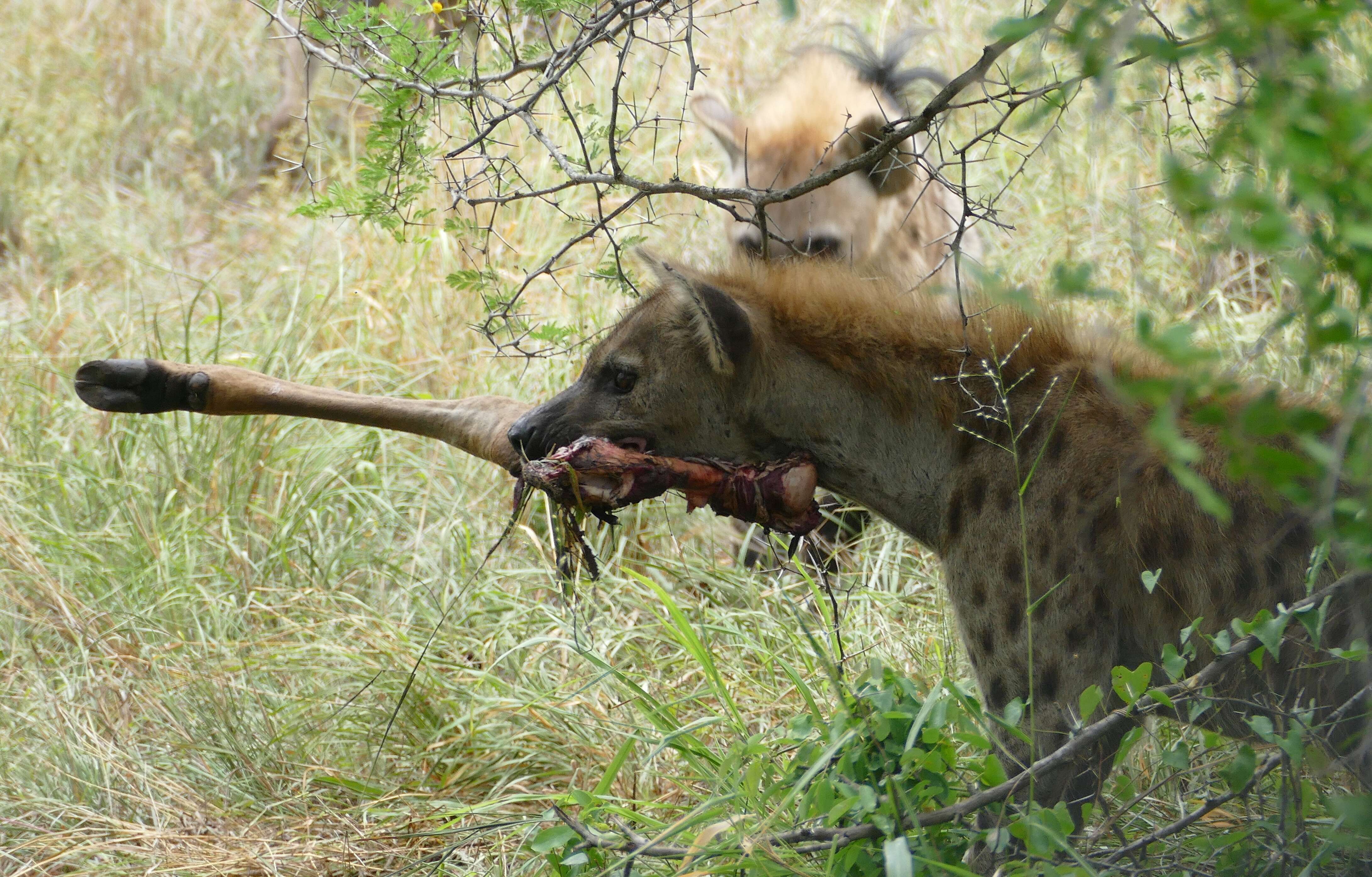 Image of Spotted Hyaenas