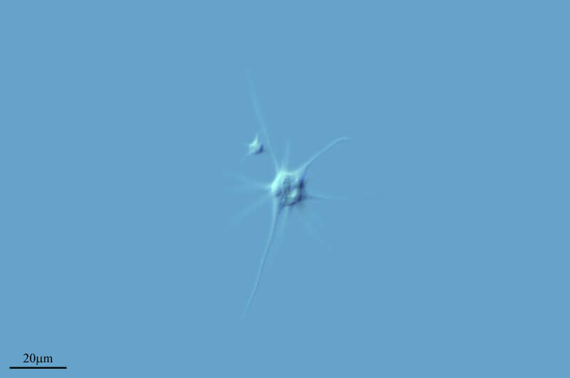 Image of Protozoa