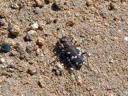 Image of tiger beetles