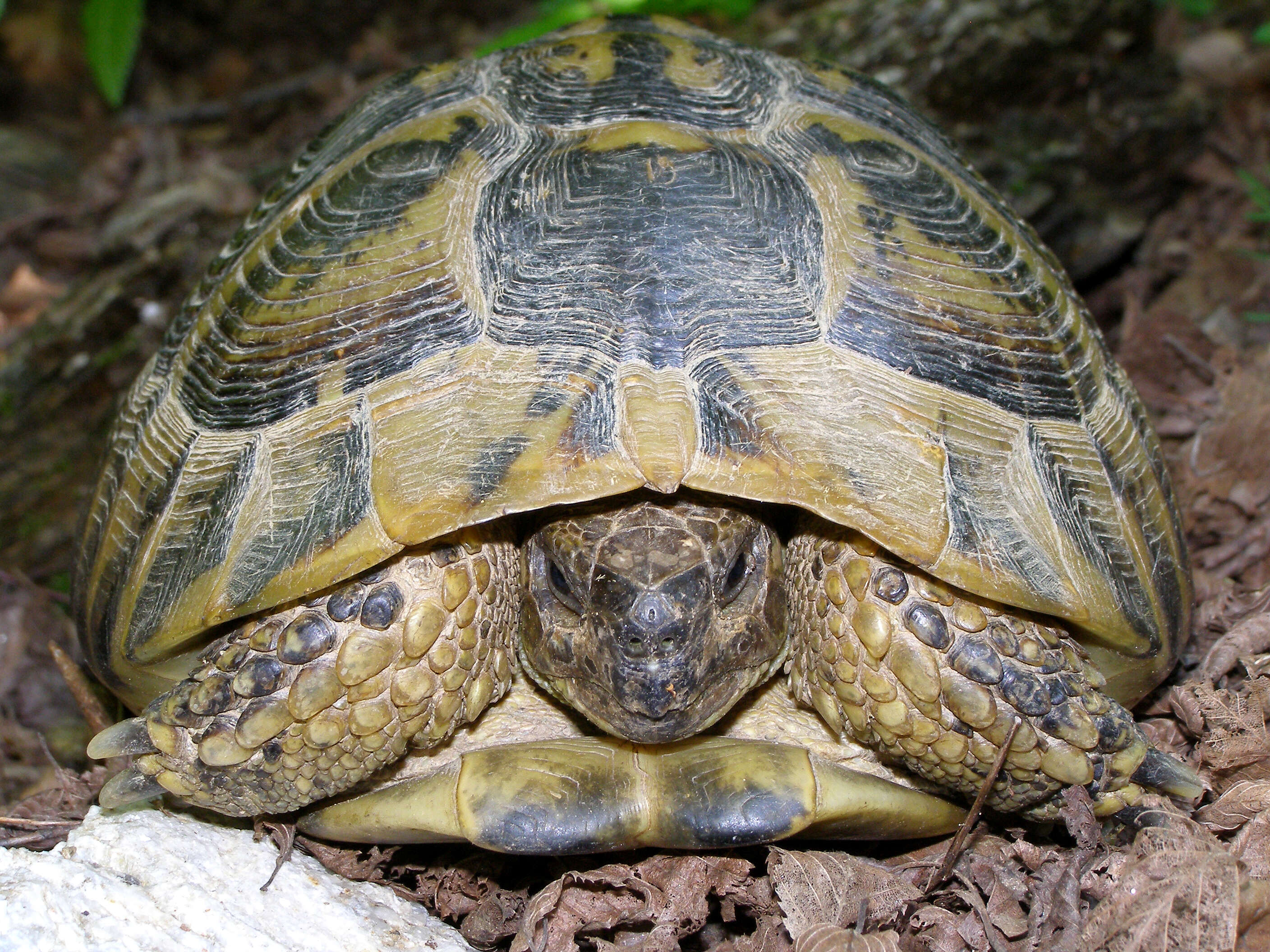 Image of Hermann's Tortoise