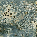 Image of crust porpidia lichen