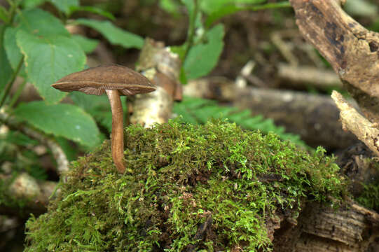 Image de Pluteus umbrosus (Pers.) P. Kumm. 1871