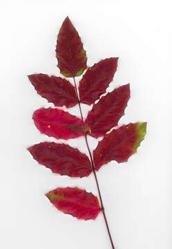 Image of Berberis aquifolium