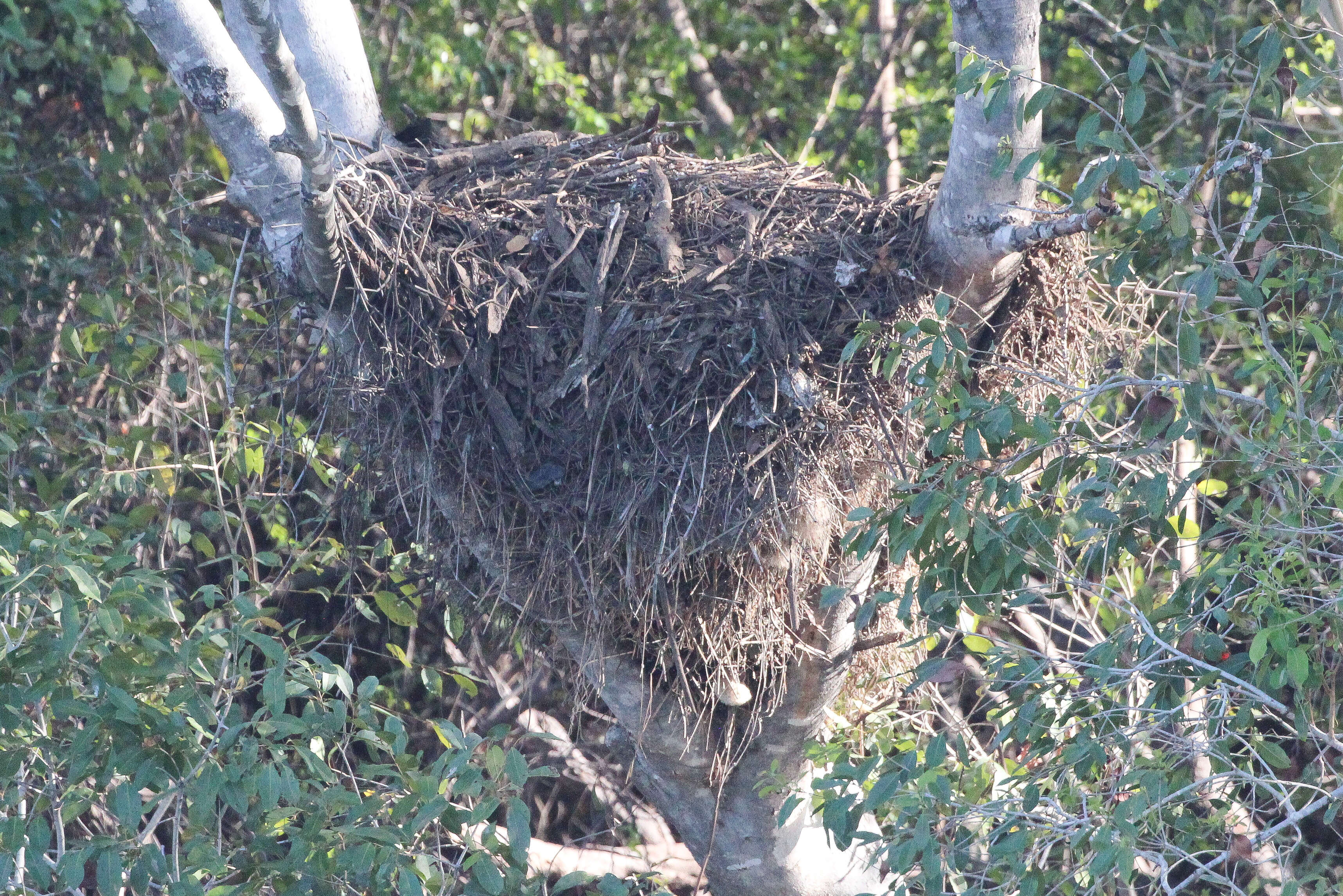 Image of hamerkop